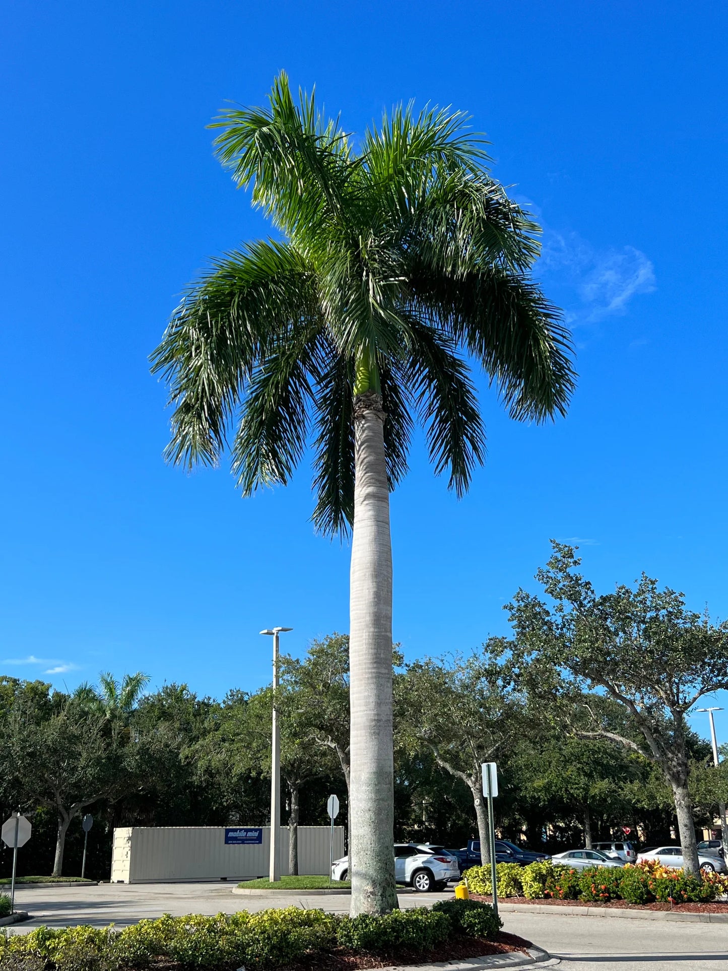 Roystonea Regia - Palmier regal din Cuba