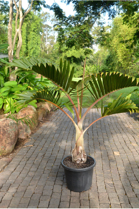 Palmier Hyophorbe lagenicaulis - Mauritius