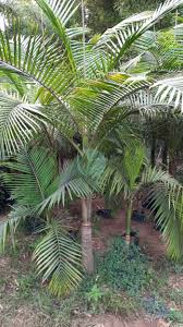 Alexander palm XS