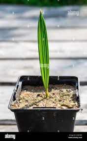 Baby Palm