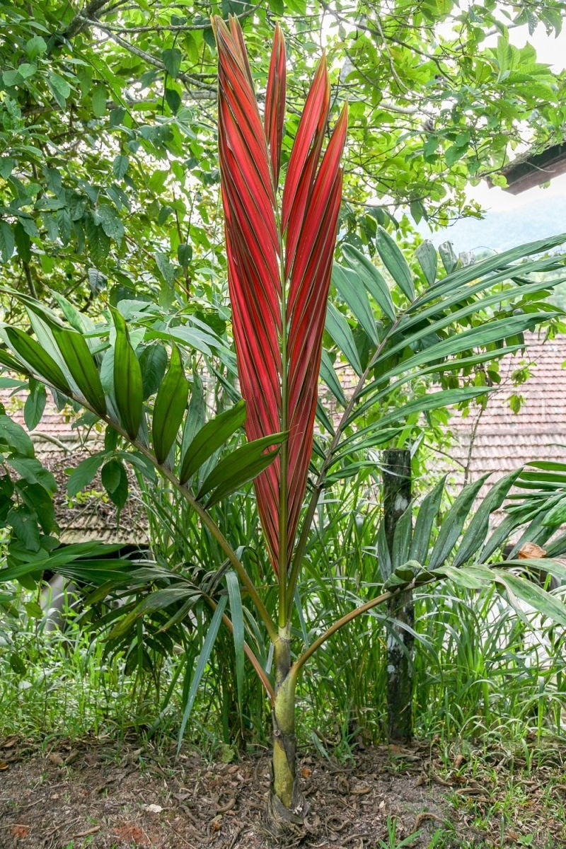 Chambeyronia macrocarpa - palmier exotic din Noua Caledonie