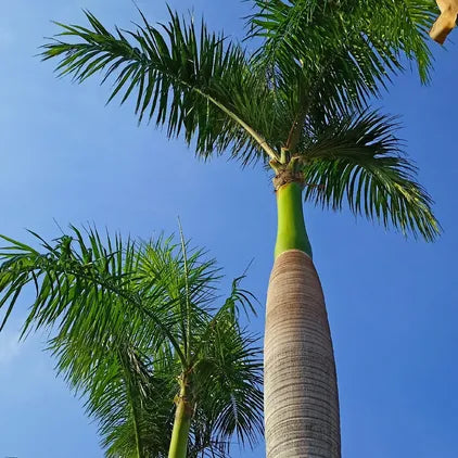 Roystonea Regia - Palmier regal din Cuba