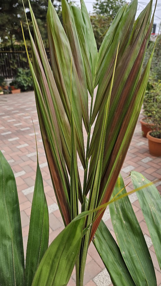 Chambeyronia macrocarpa - palmier exotic din Noua Caledonie