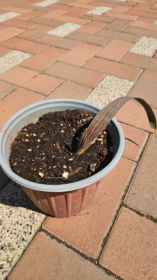 Palmier Bismarckia Nobilis - marime XS