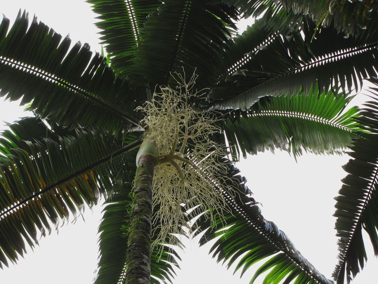 Alexander Palm Large