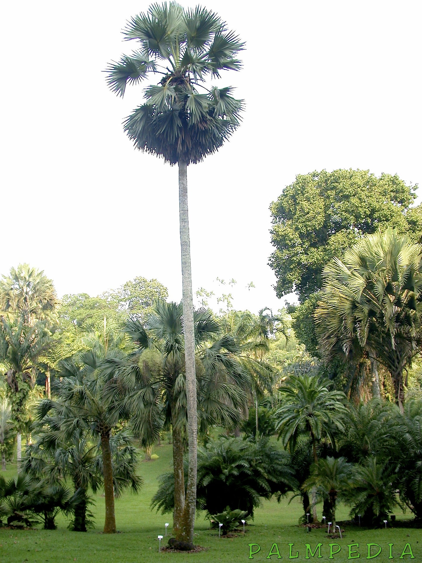 Palmier Bismarckia Nobilis - marime XS