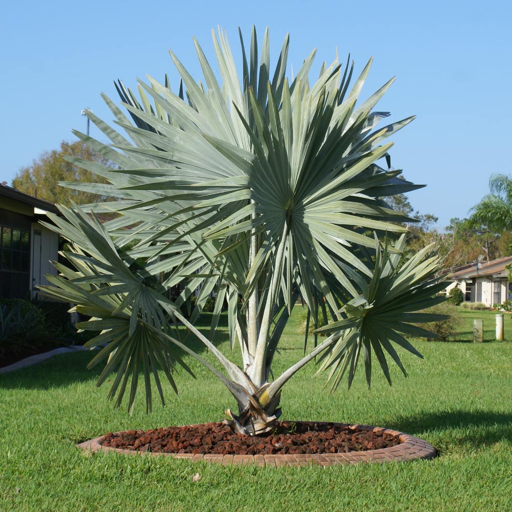 Palmier Bismarckia Nobilis - marime XS