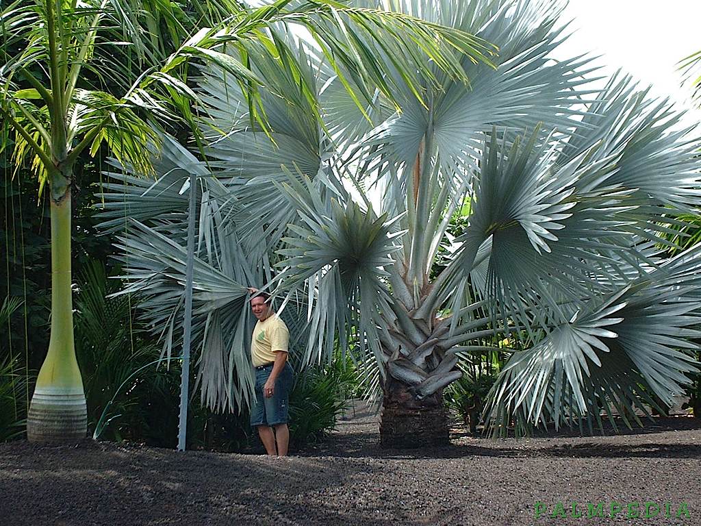 Palmier Bismarckia Nobilis - marime XS