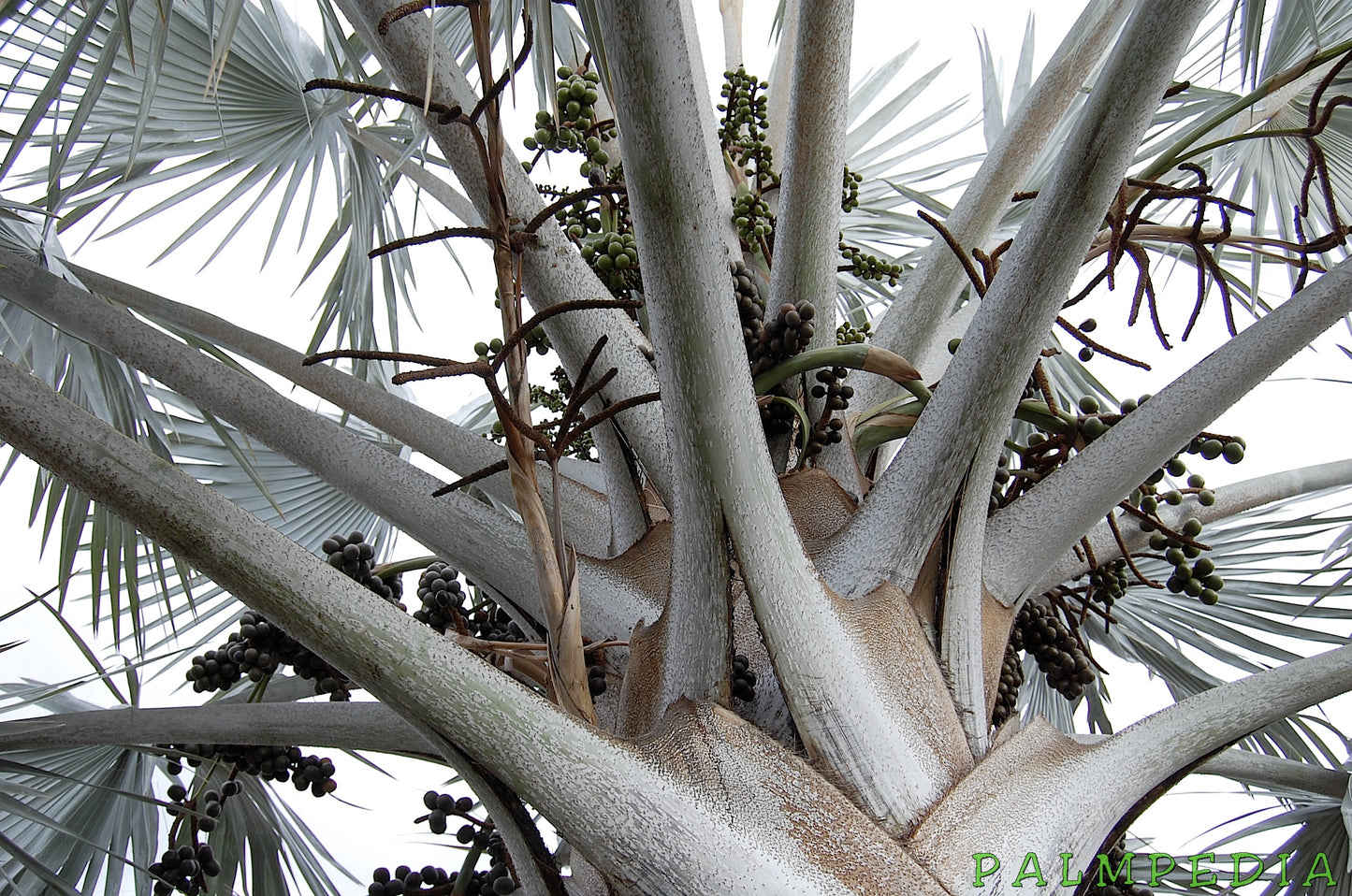Palmier Bismarckia Nobilis - marime XS