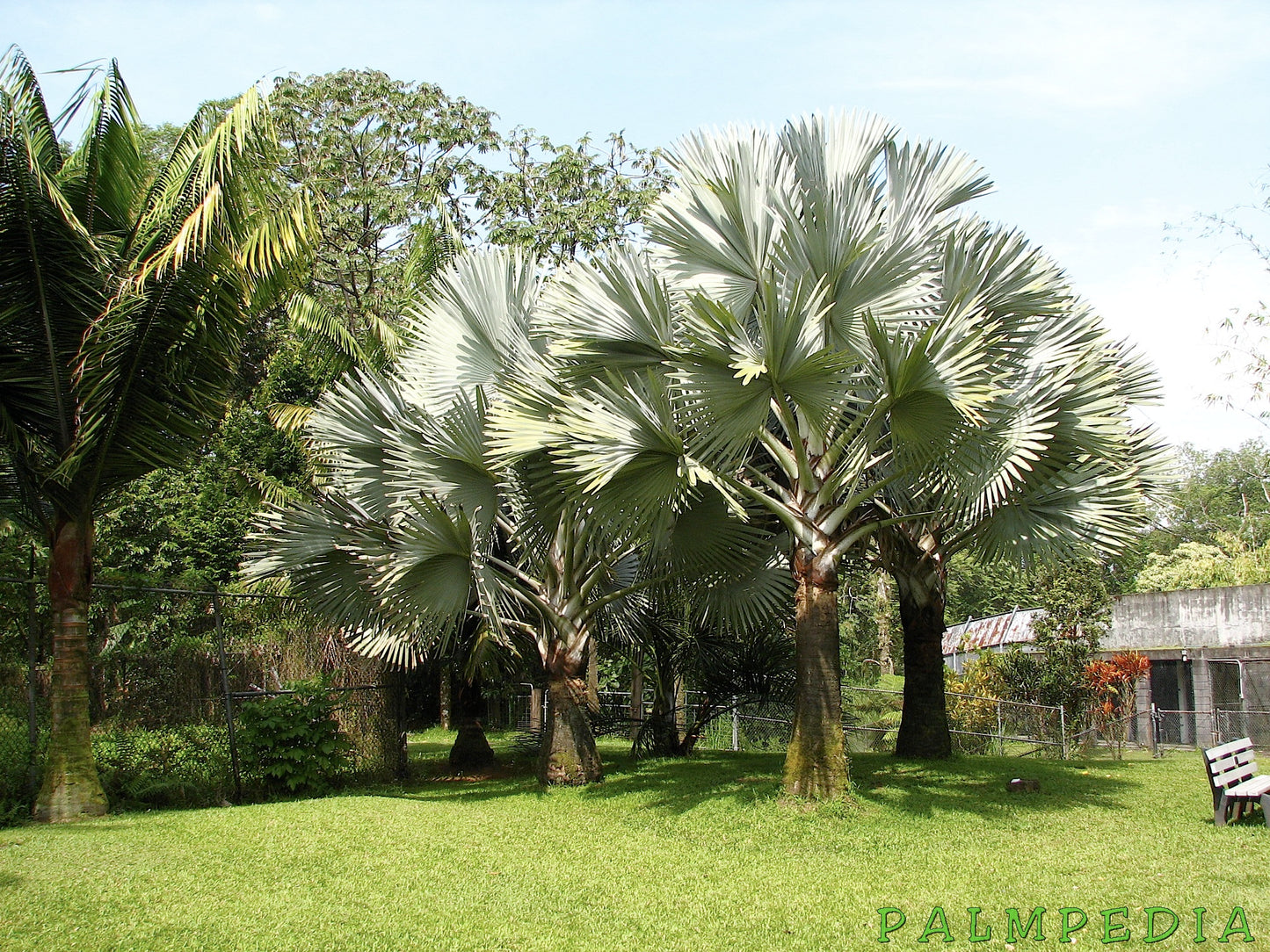 Palmier Bismarckia Nobilis - marime XS