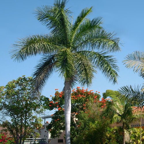 Roystonea Regia - Palmier regal din Cuba