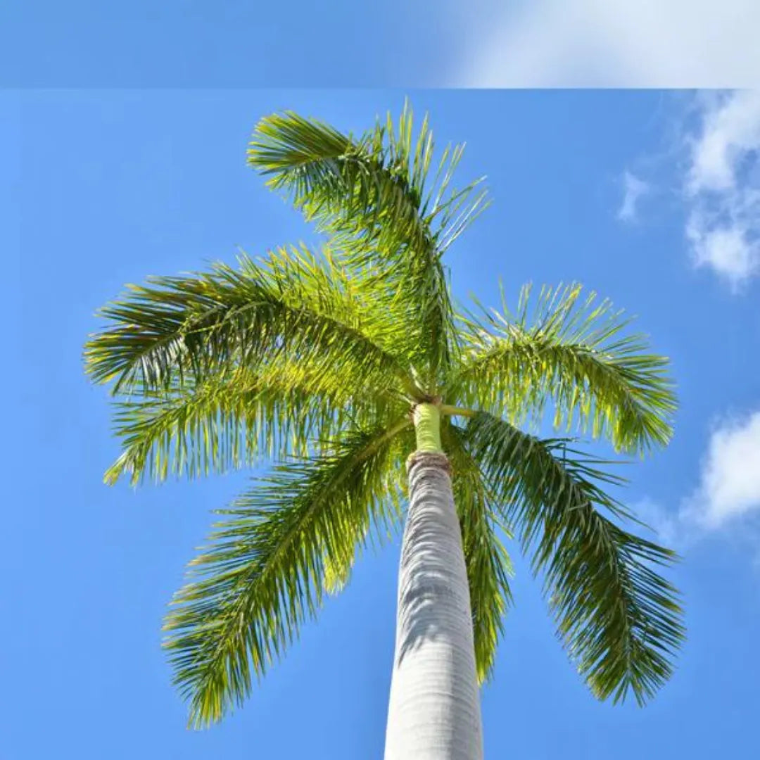 Roystonea Regia - Palmier regal din Cuba