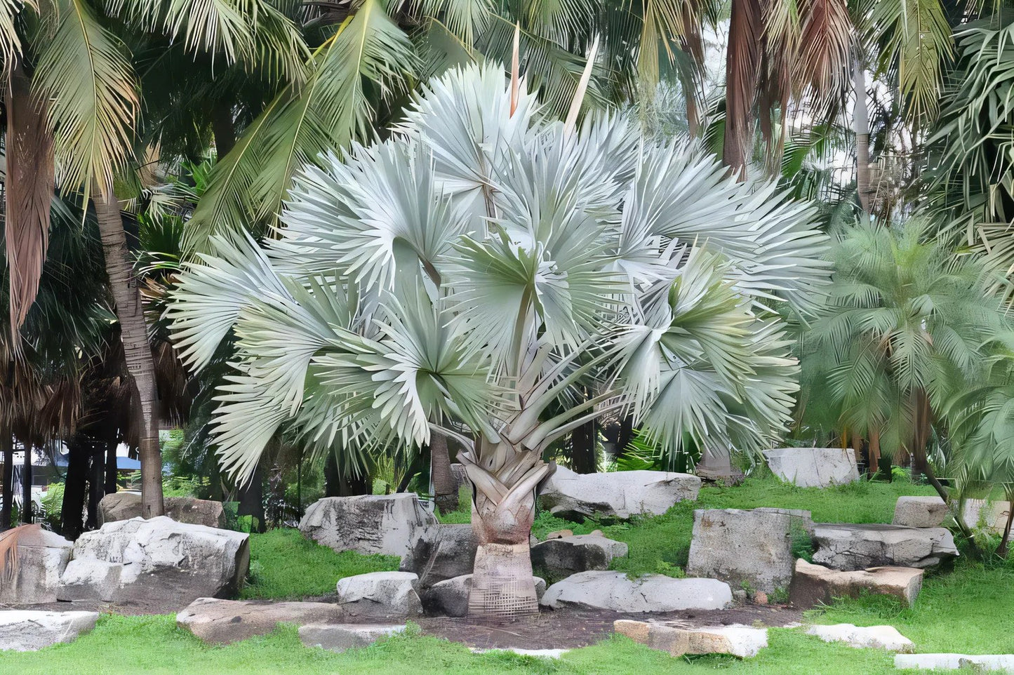 Palmier Bismarckia Nobilis - marime XS