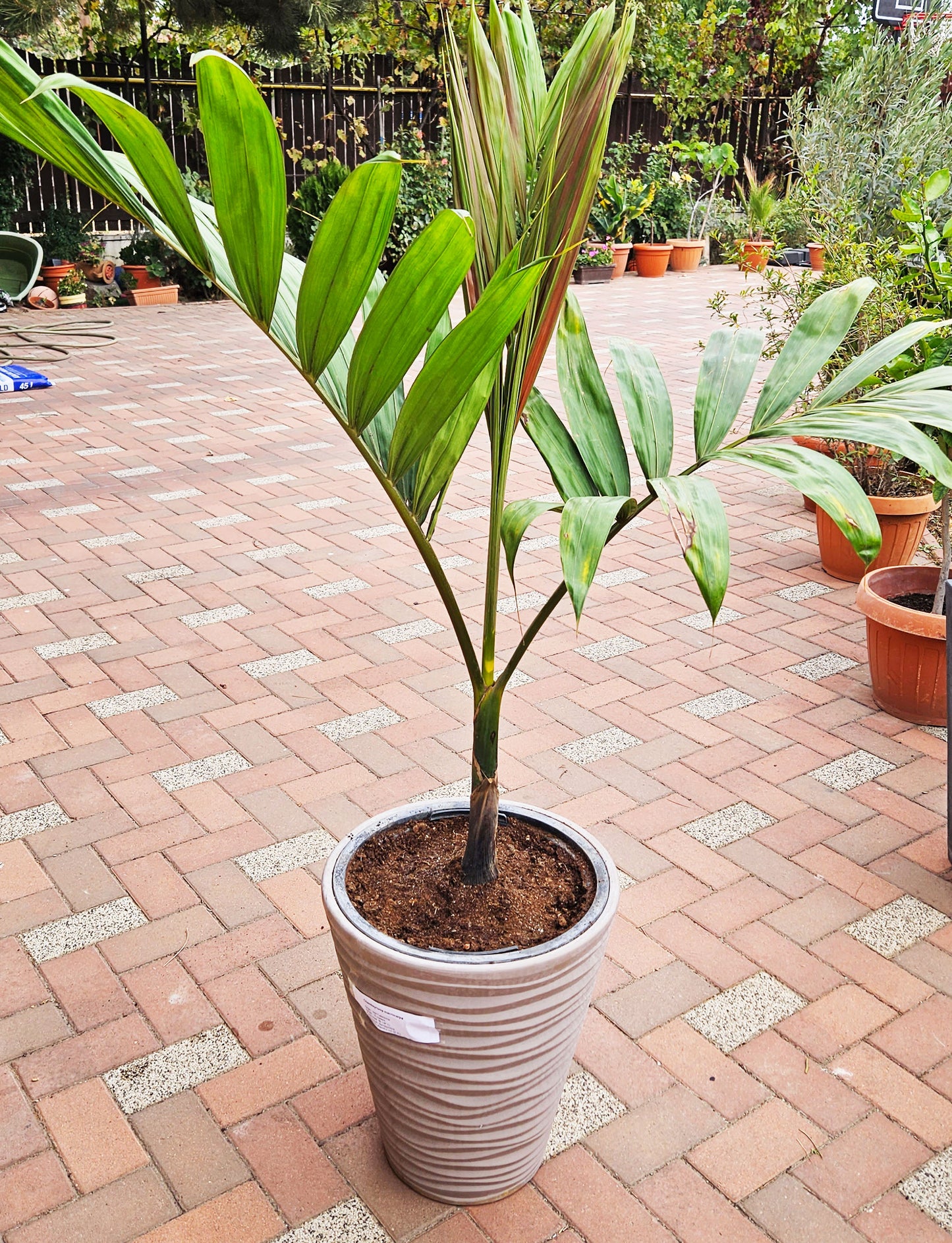 Chambeyronia macrocarpa - palmier exotic din Noua Caledonie