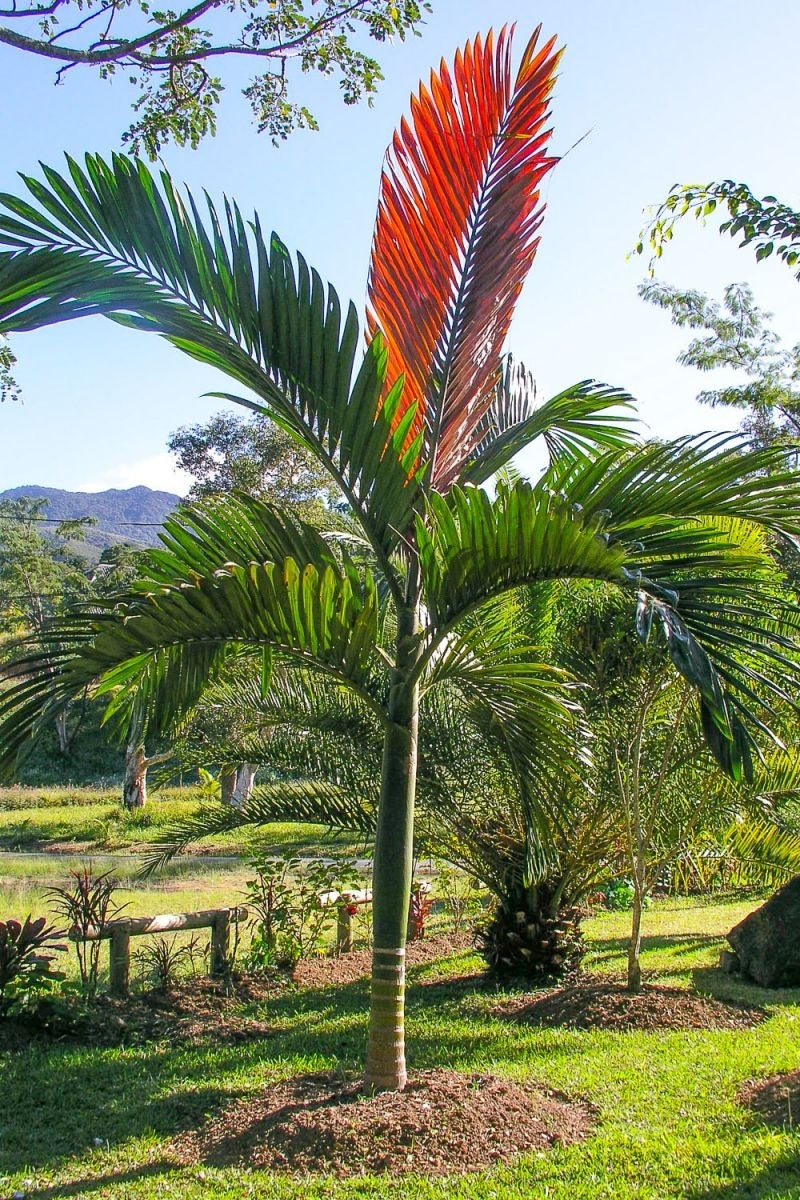 Chambeyronia macrocarpa - palmier exotic din Noua Caledonie