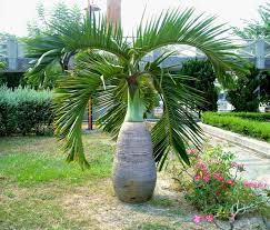 Palmier Hyophorbe lagenicaulis - Mauritius