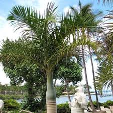 Alexander Palm Large