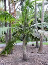 Hurricane Palm