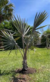 Bismarckia Nobilis xs