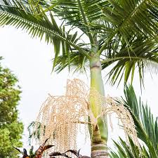 Alexander palm XS