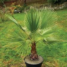 washingtonia robusta small