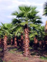 washingtonia robusta small