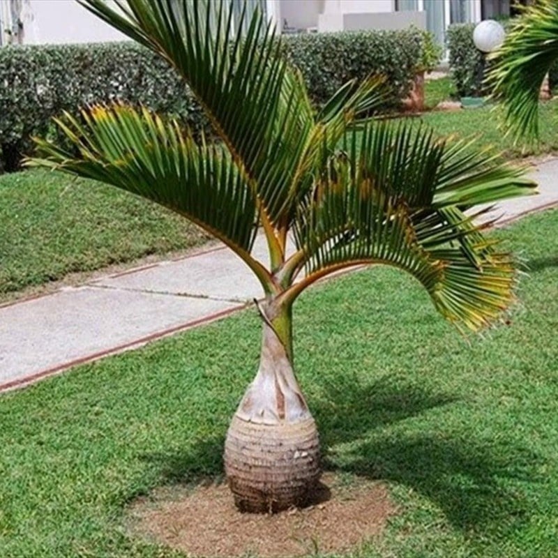 Palmier Hyophorbe lagenicaulis - Mauritius