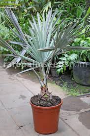 Bismarckia Nobilis xs