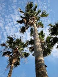 Washingtonia Robusta 180 cm