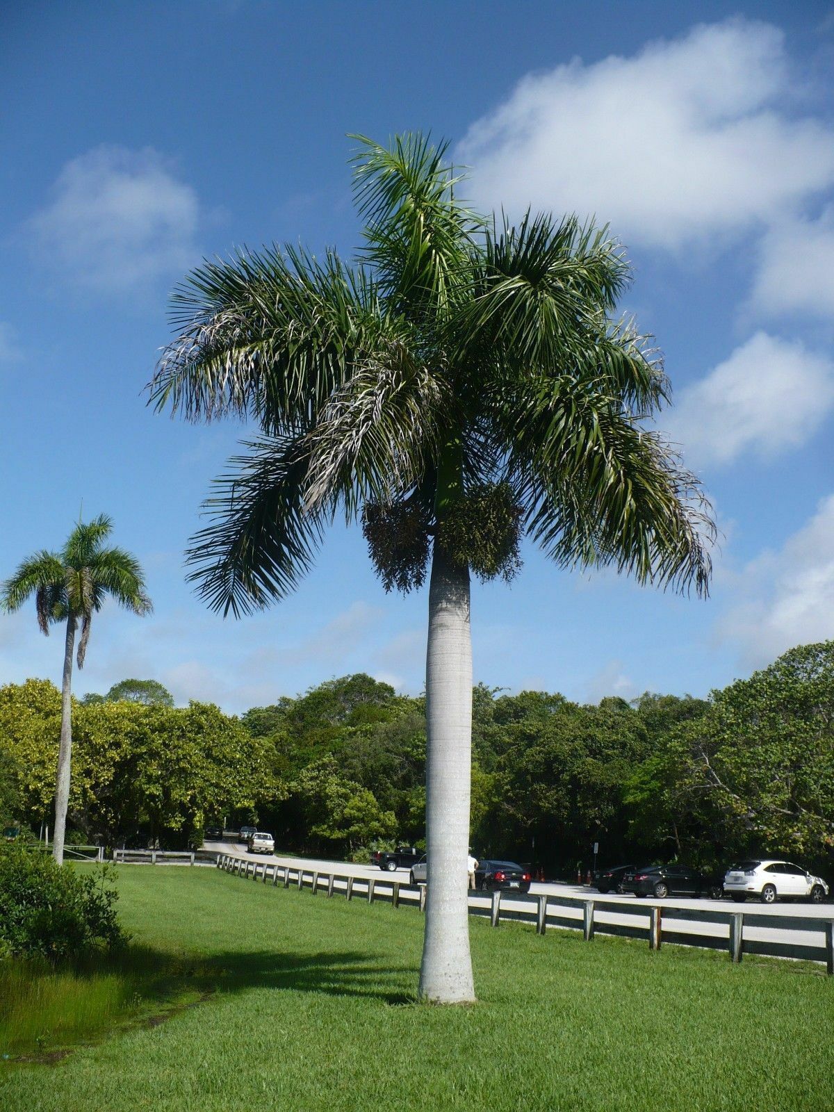 Roystonea Regia - Palmier regal din Cuba