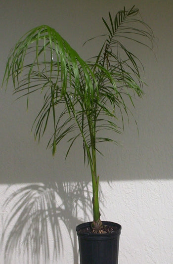 Roystonea Regia - Palmier regal din Cuba